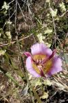 : - Calochortus plummerae