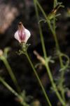 : - Cordylanthus nevinii