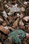 : - Eriogonum kennedyi var. austromontanum
