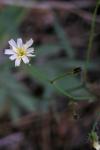: - Hieracium albiflorum