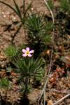 : - Linanthus ciliatus
