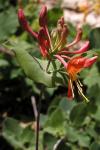 : - Lonicera arizonica