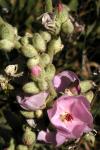 : - Malacothamnus fremontii