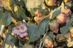 : - Mirabilis alipes
