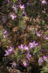 : - Navarretia hamata
