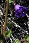 : - Phacelia minor