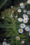: - Stevia serrata