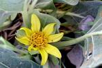 : - Wyethia ovata