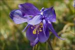 : - Aquilegia iulia