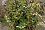 : - Asplenium trichomanes subsp. inexpectatum
