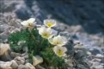: - Papaver ernesti-mayeri