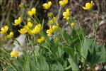 Bastard-Hahnenfuß - Ranunculus hybridus