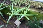 : - Aloe volkensii