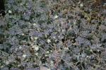 : - Graptopetalum mendozae