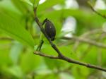 : - Gardenia resinifera