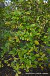 : - Clethra alnifolia