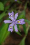 Appalachen-Zwergiris-Iris cristata