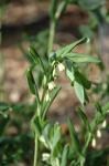 Amerikanisches Salomonssiegel - Polygonatum biflorum