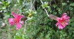 : - Mutisia grandiflora