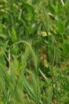 Strand-Gerste - Hordeum marinum