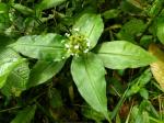 : - Aneilema umbrosum