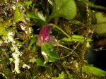 : - Brachionidium ingramii