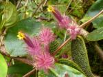 : - Columnea minor