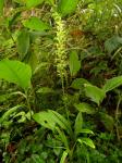 : - Crossoglossa pichinchae