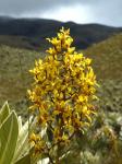 : - Cyrtochilum auropurpureum