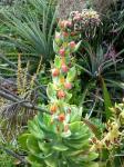 : - Echeveria quitensis