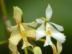 : - Epidendrum blepharistes