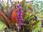 : - Epidendrum coryophorum