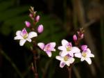 : - Epidendrum fimbriatum