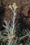 Mittelmeer-Strohblume - Helichrysum stoechas