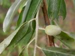 Schmalblättrige Ölweide - Elaeagnus angustifolia