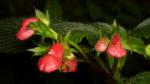 : - Gasteranthus quitensis