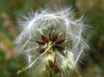 Stachel-Lattich - Lactuca serriola