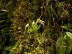 : - Masdevallia picturata