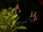 :-Masdevallia ximenae