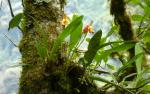 : - Maxillaria molitor