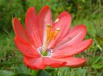 : - Passiflora mixta