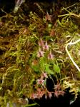 : - Platystele oxyglossa