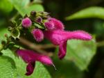 : - Salvia tortuosa