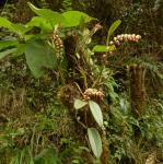 :-Stelis pardipes