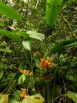 : - Stromanthe stromanthoides