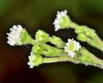 : - Adenocaulon bicolor