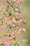 Klebriger Drüsengänsefuß - Chenopodium botrys