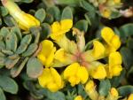 : - Syrmatium argophyllum