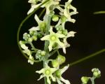 : - Marah fabaceus var. agrestis