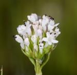 : - Plectritis macrocera